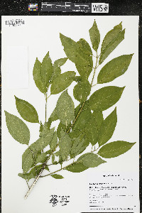 Euonymus atropurpureus image