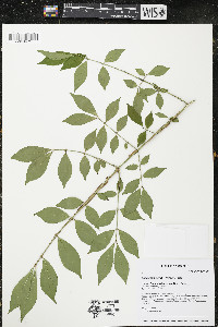 Euonymus alatus image