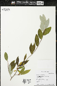 Elaeagnus umbellata image