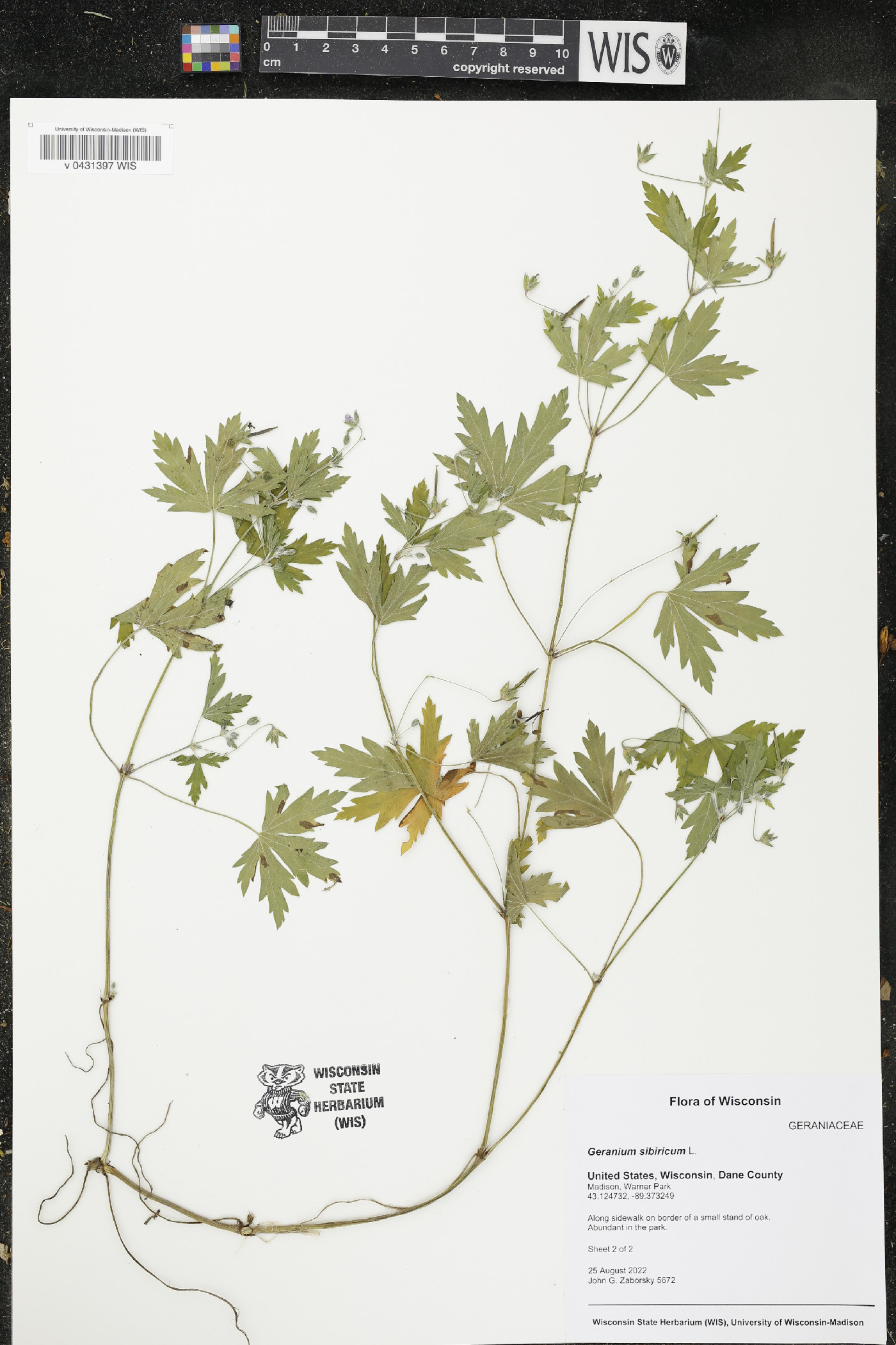 Geranium sibiricum image