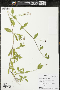 Phyla lanceolata image