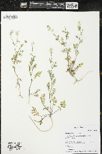 Rorippa sylvestris image