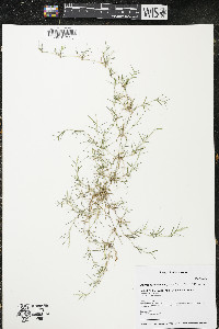 Eragrostis hypnoides image