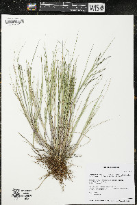 Diplachne fusca subsp. fascicularis image