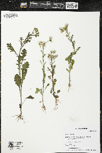 Senecio vulgaris image