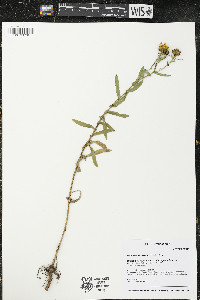 Grindelia squarrosa image