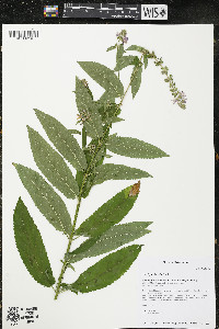 Stachys hispida image