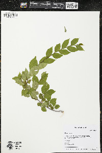 Ulmus pumila image