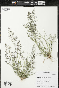 Eragrostis minor image