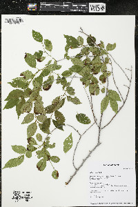 Ulmus pumila image