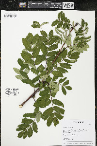 Sorbus aucuparia image