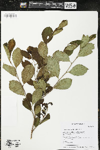 Aronia melanocarpa image