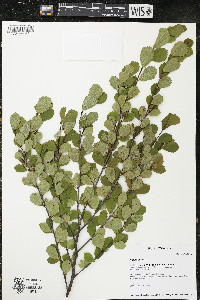 Betula pumila image