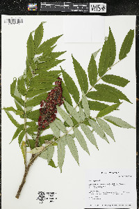 Rhus typhina image