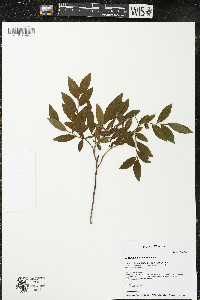 Vaccinium angustifolium image