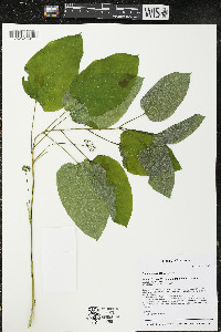 Smilax ecirrhata image