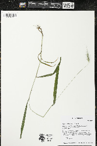 Elymus villosus image