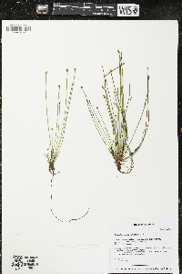 Eleocharis engelmannii image