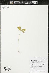 Trientalis borealis image
