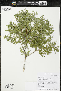 Thuja occidentalis image