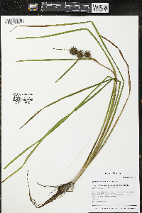 Sparganium angustifolium image