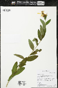 Hypericum ascyron image