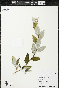 Elaeagnus umbellata image