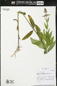 Stachys hispida image