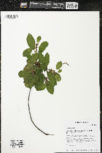 Frangula alnus image