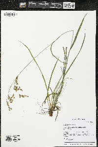 Scirpus pendulus image