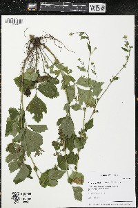 Geum x catlingii image