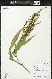 Rumex altissimus image