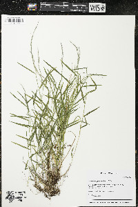 Muhlenbergia schreberi image