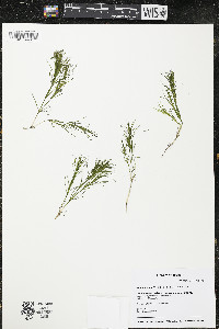 Najas flexilis image