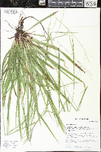 Carex arctata image