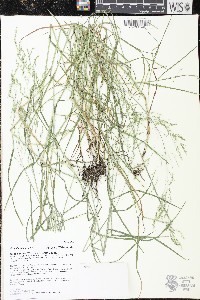 Poa alsodes image