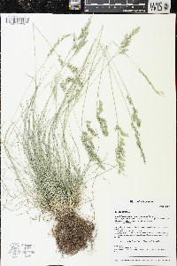 Festuca rubra image