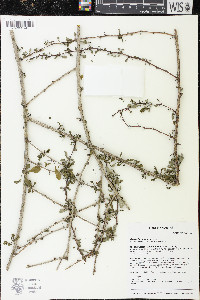 Berberis thunbergii image