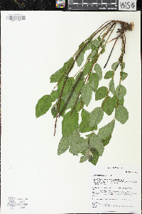 Ceanothus herbaceus image
