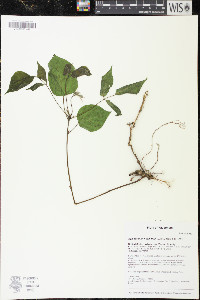 Hylodesmum nudiflorum image