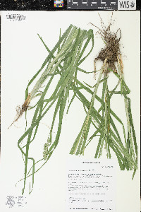 Carex sparganioides image