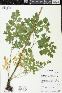 Thalictrum amphibolum image