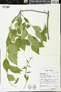 Celastrus scandens image