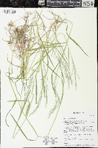 Poa sylvestris image