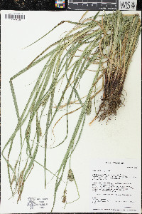 Carex trichocarpa image