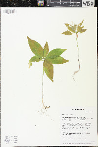 Trientalis borealis image