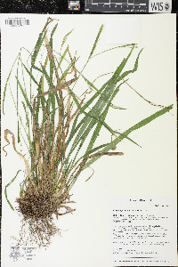 Carex leptonervia image