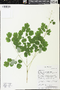 Thalictrum dioicum image