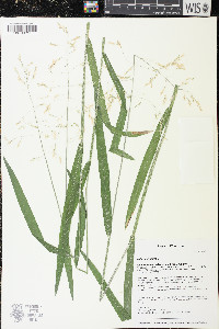 Milium effusum image