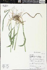 Milium effusum image